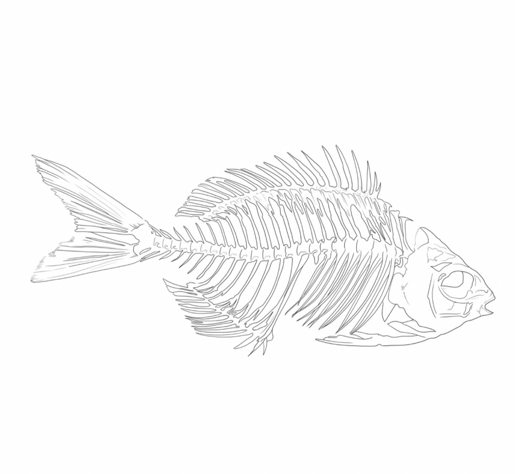 Fish Skeleton €225